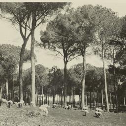 Page No. 007 - Rome, Villa ...