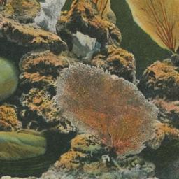 Green and Spotted Morays, N...