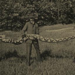 Measuring Imperial Python N...