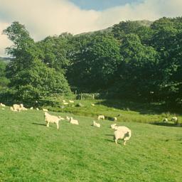 Sheep in field.