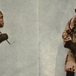 Chimpanzee "Baldy.&quo...