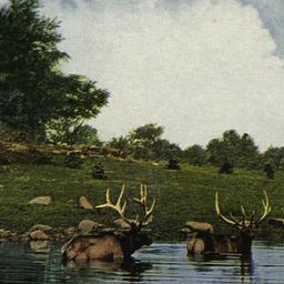 Elk Bathing New York Zoolog...