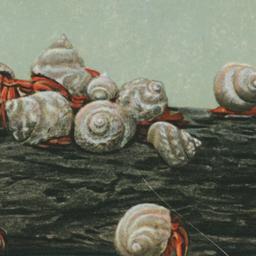 Hermit Crabs, New York Aqua...