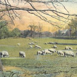 Sheep in Central Park New Y...