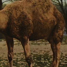 Camel (dromedary) New York ...