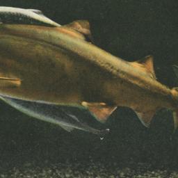 Shark and Shark-suckers, Ne...