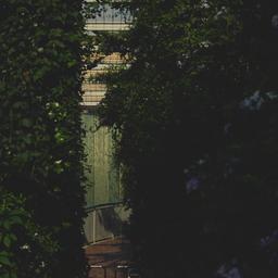 View of greenery covering w...