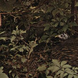 Wild Turkey Nesting New Yor...