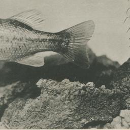 Large Mouth Black Bass, New...