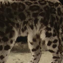 Snow Leopard, or Ounce New ...