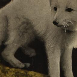 Arctic Fox New York Zoologi...