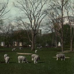 Sheep in Central Park N.Y. ...