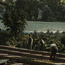 Greenhouse. Bronx Park. New...