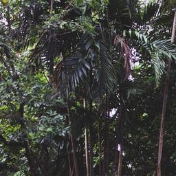 Palm trees.
