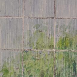 Watercolor drawing of trees...