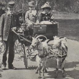 Goat Carriage Central Park,...