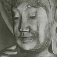 A close-up photograph of a ...