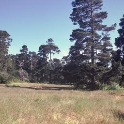 Meadow with pine trees.