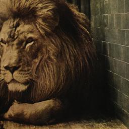 Barbary Lion, "Sultan....