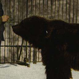Alaskan Brown Bear New York...