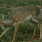 Animals, random footage