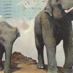 Elephant & Baby Elephan...