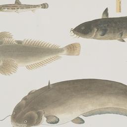 Group of Five Fish from the...