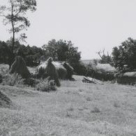 Bundles of straw on a field