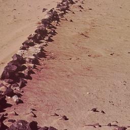 Aerial view of wall in desert.