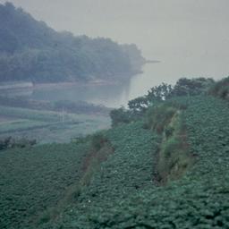 Terraced fields with coastl...