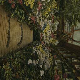 Chrysanthemum Display, Bron...
