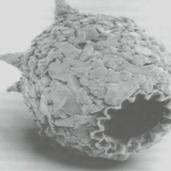 [Conference] Part Animal Pa...