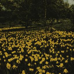 Brooklyn Botanic Garden, Da...