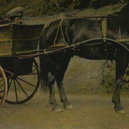 Riding Animals, "Rocke...