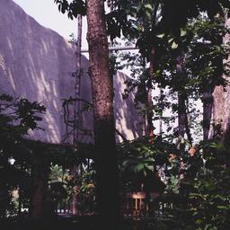 Trees between buildings.