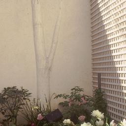 Exterior view, garden wall ...