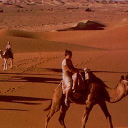 People riding camels throug...