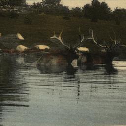American Elk Bathing. New Y...