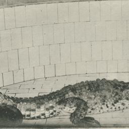 Feeding the Crocodile, New ...