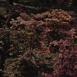 [New York Botanical Garden,...