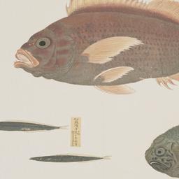 Group of Four Fish from the...