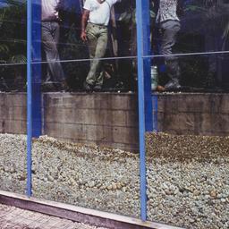 Workers with plants seen th...