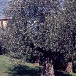 Olive trees.
