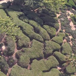 Aerial view of landscaping.
