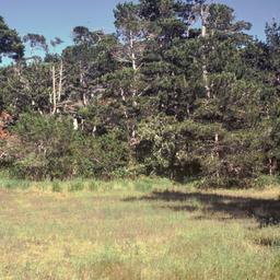 Meadow with pine trees.