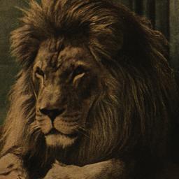 Barbary Lion "Sultan&q...