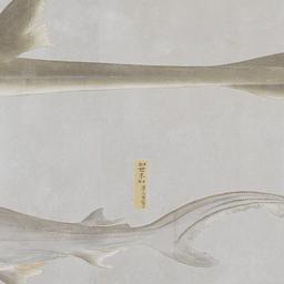 Group of Four Fish from the...