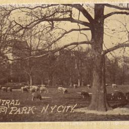 Sheep in Central Park N.Y. ...