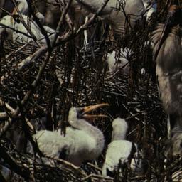 The American Wood Stork