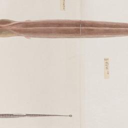 Group of Four Fish from the...
